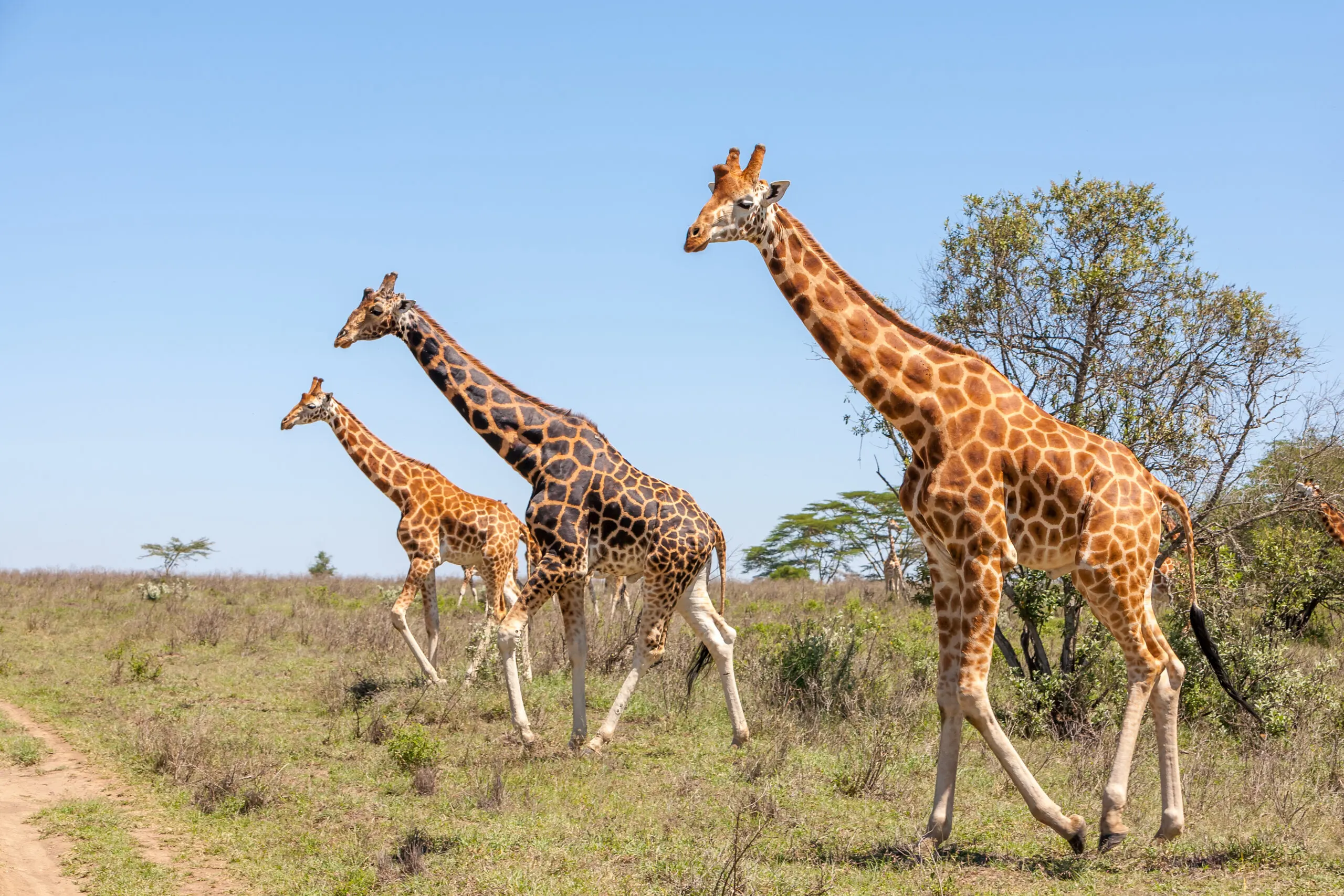 Tanzania Private Safari Tour Prices with Foot Slopes Tours and Safaris