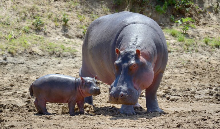 Interesting Facts to Know About Hippos, Best Places To See Hippos In Africa, Top 10 Deadliest Critters of Tanzania, What are the Most Dangerous Animals in Africa?, The Ultimate Guide to Visiting the Ngorongoro Crater, Nyerere National Park