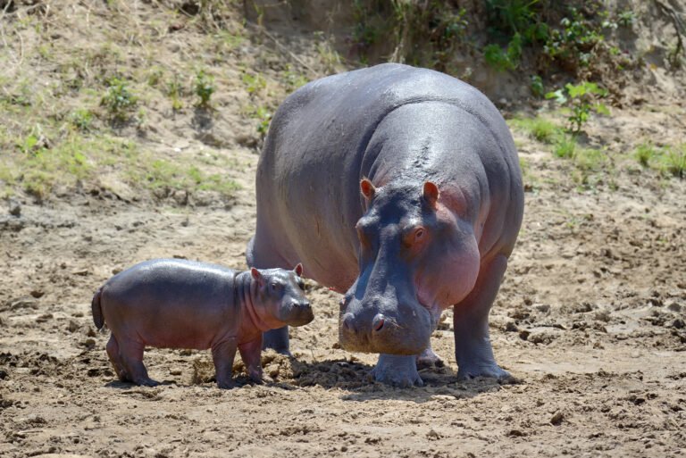 Interesting Facts to Know About Hippos, Best Places To See Hippos In Africa, Top 10 Deadliest Critters of Tanzania, What are the Most Dangerous Animals in Africa?, The Ultimate Guide to Visiting the Ngorongoro Crater, Nyerere National Park