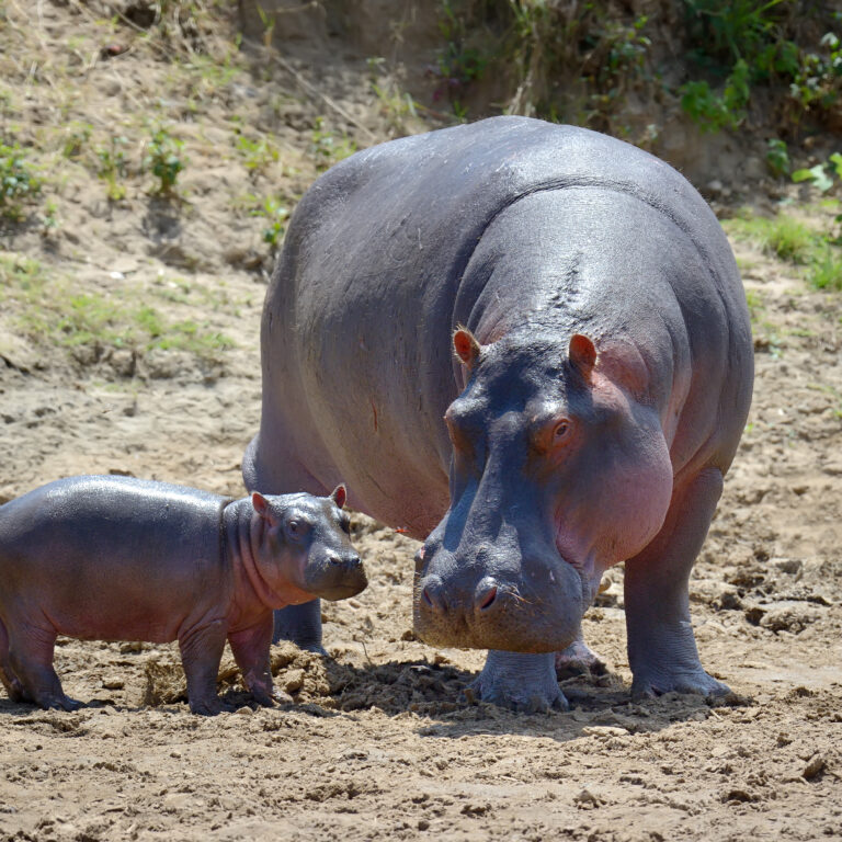 Interesting Facts to Know About Hippos, Best Places To See Hippos In Africa, Top 10 Deadliest Critters of Tanzania, What are the Most Dangerous Animals in Africa?, The Ultimate Guide to Visiting the Ngorongoro Crater