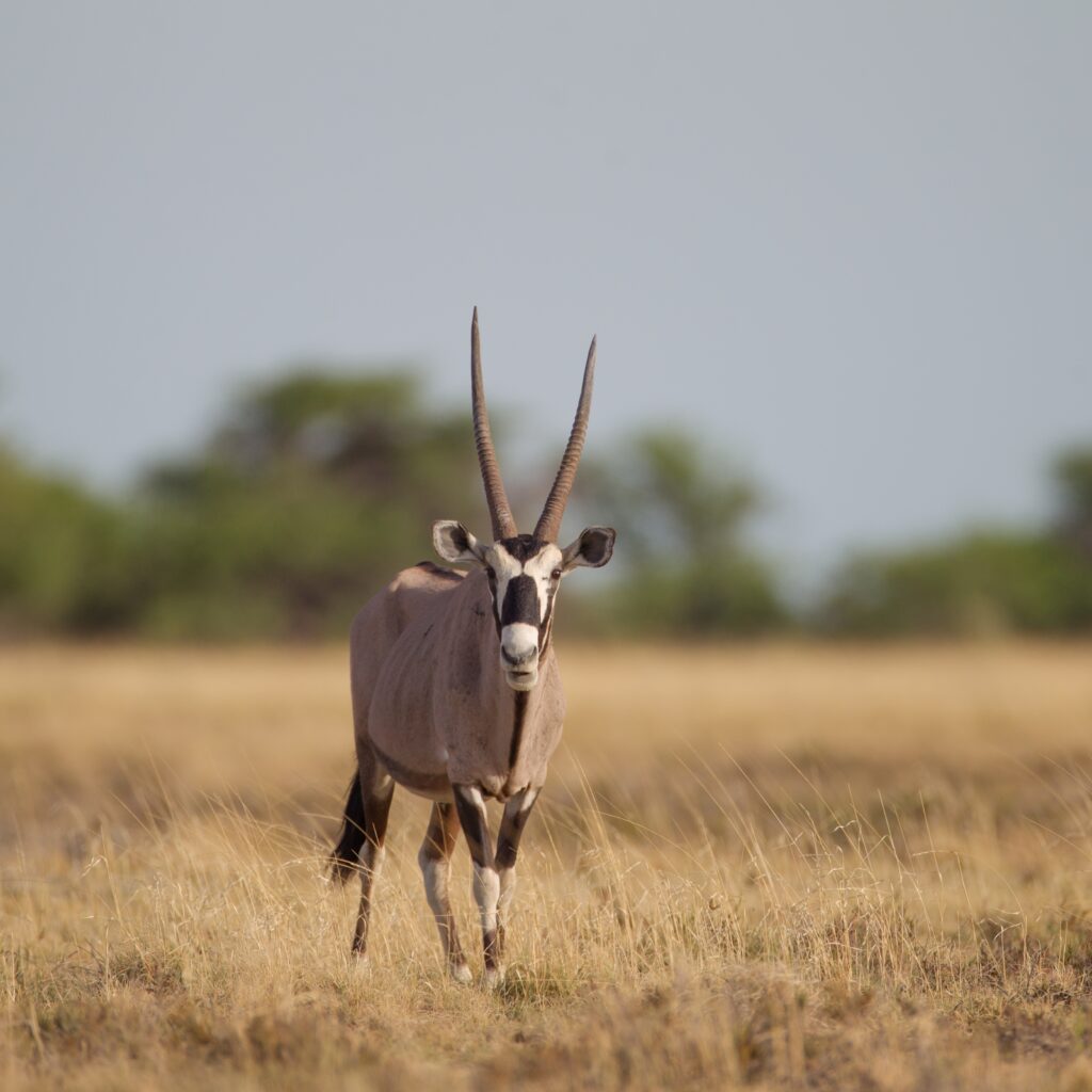 Interesting Facts About the Eland, 10 Best Places To Visit In East Africa For First-Timers, 13 Biggest Mistakes to Avoid When on An African Safari, African Antelopes: Characteristics, Adaptations & Species List
