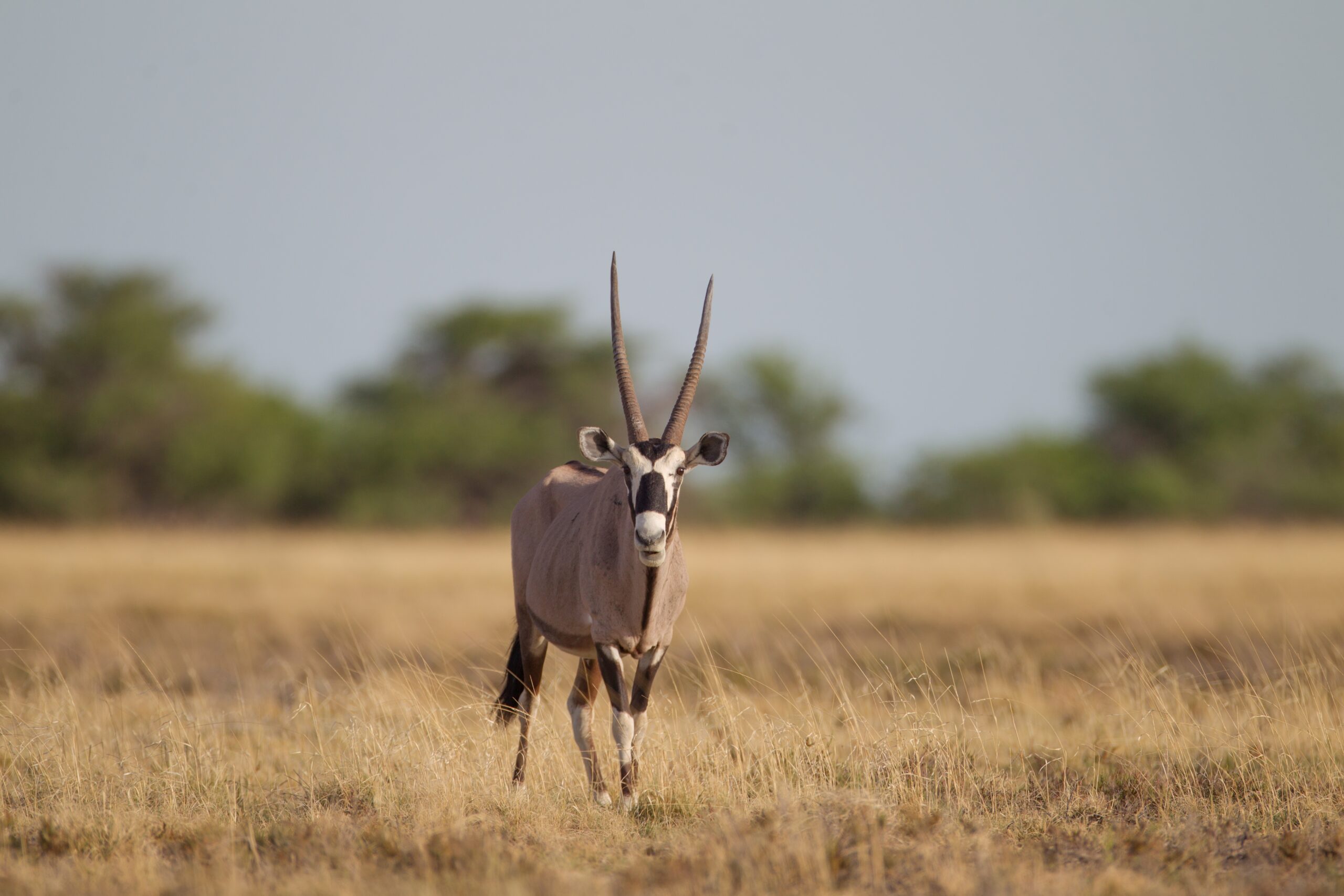 Interesting Facts About the Eland, 10 Best Places To Visit In East Africa For First-Timers, 13 Biggest Mistakes to Avoid When on An African Safari