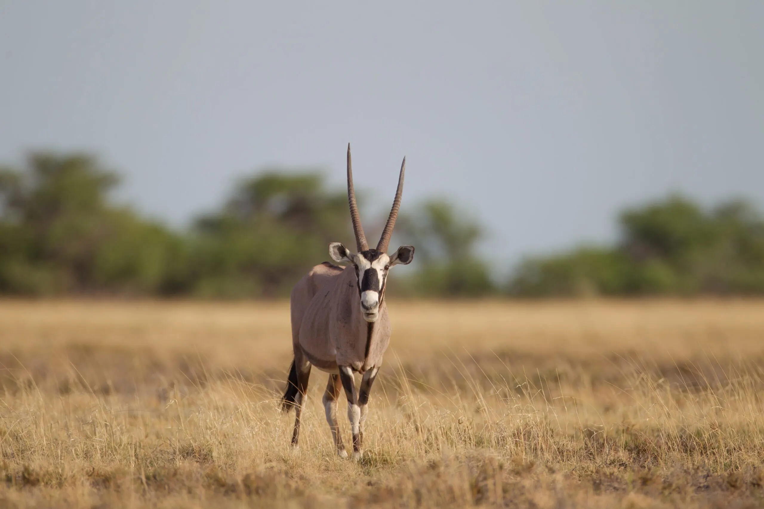 12 Interesting Facts About the Eland