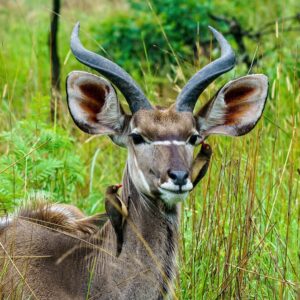 10 Fabulous Facts of the Greater Kudu (Tragelaphus Strepsiceros), Should You Travel Solo on an African Safari?, 10 Reasons to Visit Lake Manyara National Park, Horned Animals of Africa (Complete List), Ngorongoro in May