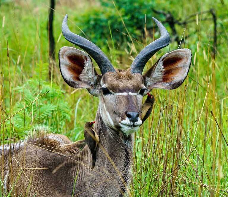 10 Fabulous Facts of the Greater Kudu (Tragelaphus Strepsiceros), Should You Travel Solo on an African Safari?, 10 Reasons to Visit Lake Manyara National Park, Horned Animals of Africa (Complete List), Ngorongoro in May