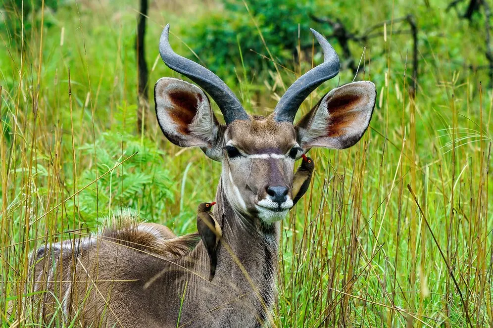 Ngorongoro in October