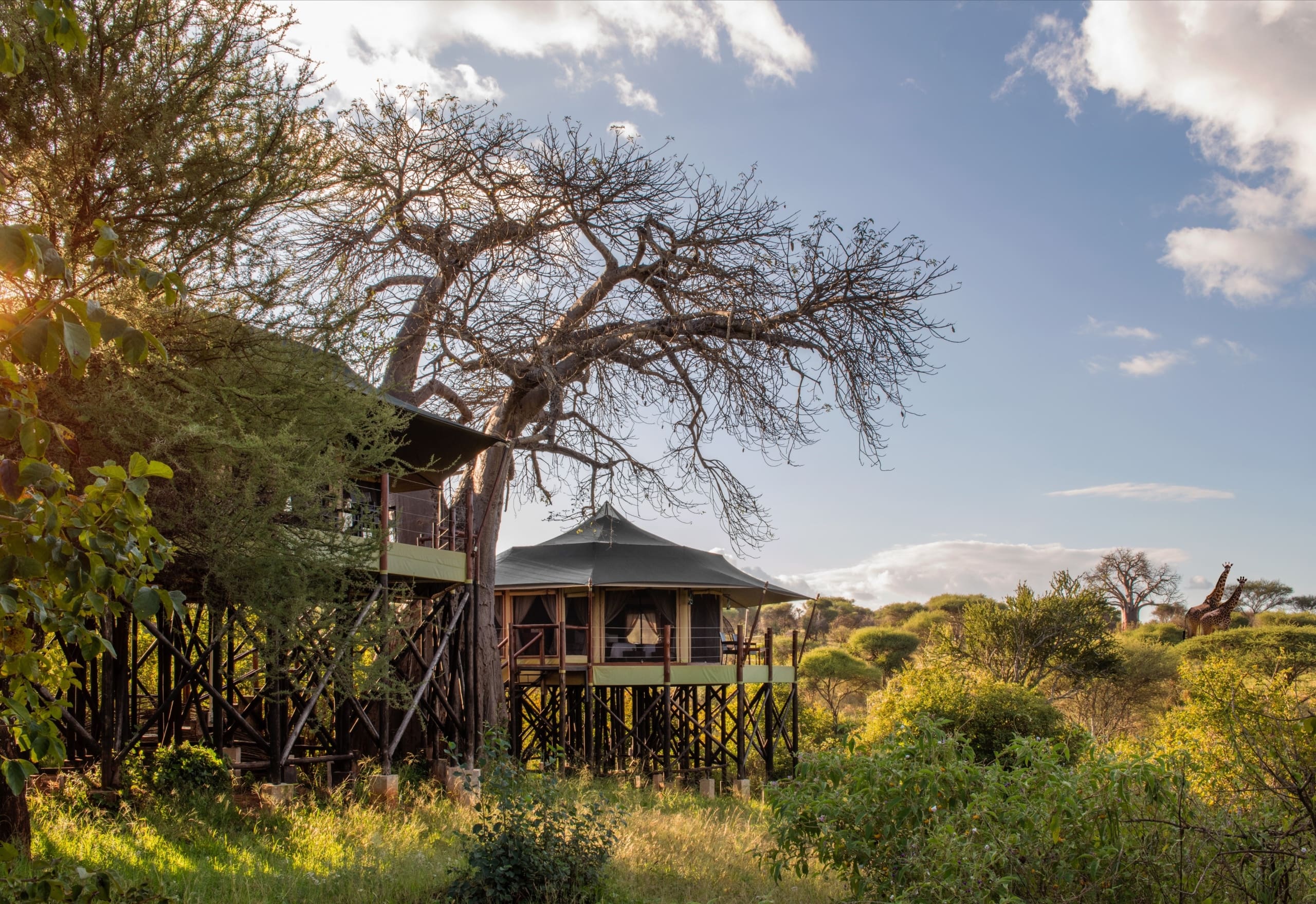 Experience luxury at Tarangire Kuro Treetops Lodge with breathtaking views of Ngorongoro, Tarangire Safari Accommodations, 12-Day Alluring East African Luxury Safari