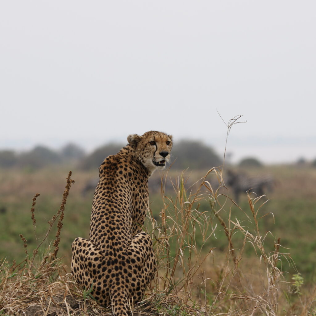 How to Choose an Ethical African Safari Experience, Discover Tanzania, Wild Animals You Must See on African Safari, Overland African Safari Tours, Best Places to See Leopards in Africa, 10 Interesting Facts About Leopards, 10 Best East African Tour Companies & Operators, Best Safari in Africa, Where to Spot African Big Cat on Safaris, African Safari Experts, Northern Tanzania Safaris, 2-week Tanzania itinerary, Active Tanzania Adventures