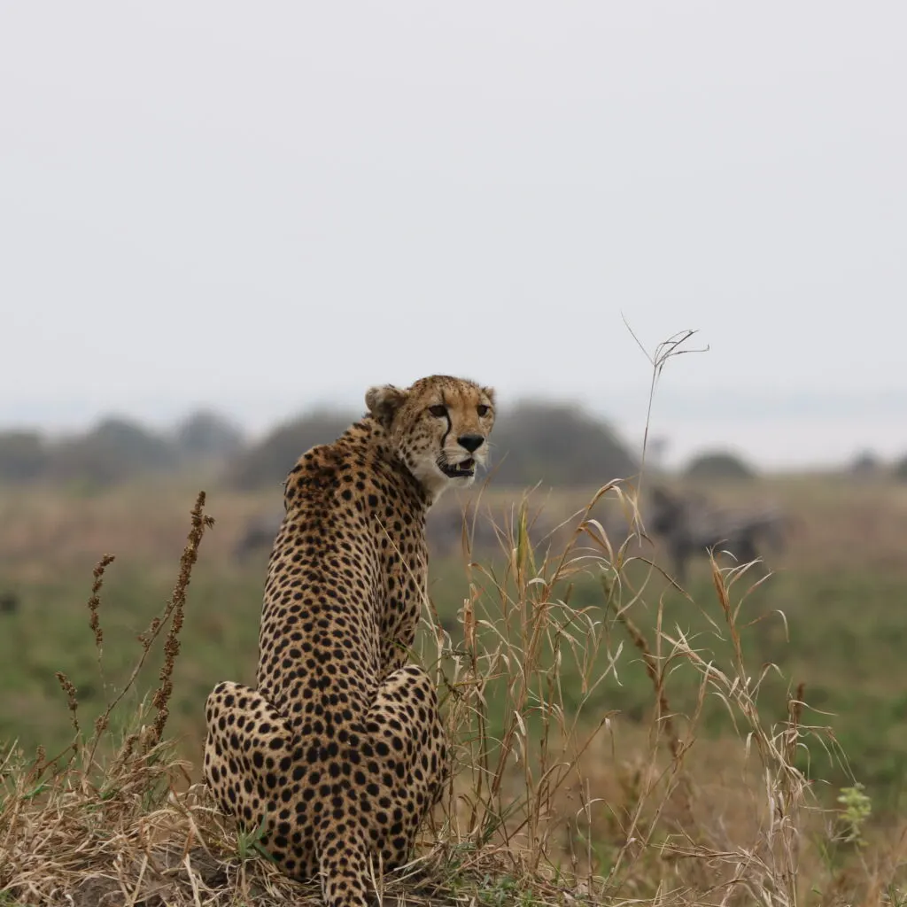5-Day Fly-in & Fly-out Serengeti Luxury Safari