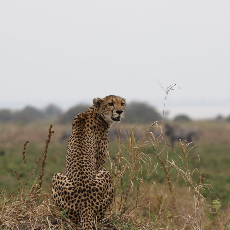 How to Choose an Ethical African Safari Experience, Discover Tanzania, Wild Animals You Must See on African Safari, Overland African Safari Tours, Best Places to See Leopards in Africa, 10 Interesting Facts About Leopards, 10 Best East African Tour Companies & Operators, Best Safari in Africa, Where to Spot African Big Cat on Safaris, African Safari Experts, Northern Tanzania Safaris, 2-week Tanzania itinerary, Active Tanzania Adventures, Tanzania Private Safari Tours, Grand East African Safari, Why Go on an All-Inclusive Safari & What's Included, Best Places to See Cheetahs in Africa, Authentic Tanzania Safari Experiences, Tanzania National Parks & Game Reserves, How to Plan a Budget-Friendly Safari in East Africa