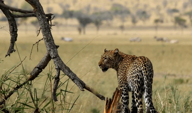 Singita Sasakwa Lodge, Serengeti, Tansania, Can Senior Travellers Go on African Safaris?, Making the Most of Your Next African Safari Vacation, Is an African Safari Worth It? What You Need to Know, Fastest Animals in the World, Serengeti Safaris for Seniors, Tanzania Customized Safari, The Wild & Wonderful Truth About an African Safari for Seniors, Full Package Adventures - Book Tours & Travel Packages, Last minute African safari deals, Accessible Safaris, Glimpse of Tanzania Safaris, Ngorongoro Crater Luxury Safari Tours, 10 Best Tanzania Tour Companies & Operators, The Ultimate Zanzibar Itinerary to Make You Fall in Love, A Guide to Planning Your First Tanzania Safari, The Best of Africa Safari, 4-Day Serengeti wildlife Safari, Top Destinations for Your First African Safari, Serengeti Safari Guide, Soul of Tanzania Safari, Safari Tour Operators & Travel Agents For Africa (A-Z List)