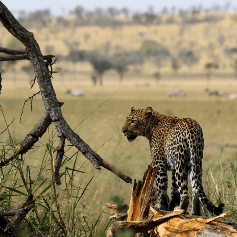 Singita Sasakwa Lodge, Serengeti, Tansania, Can Senior Travellers Go on African Safaris?, Making the Most of Your Next African Safari Vacation, Is an African Safari Worth It? What You Need to Know