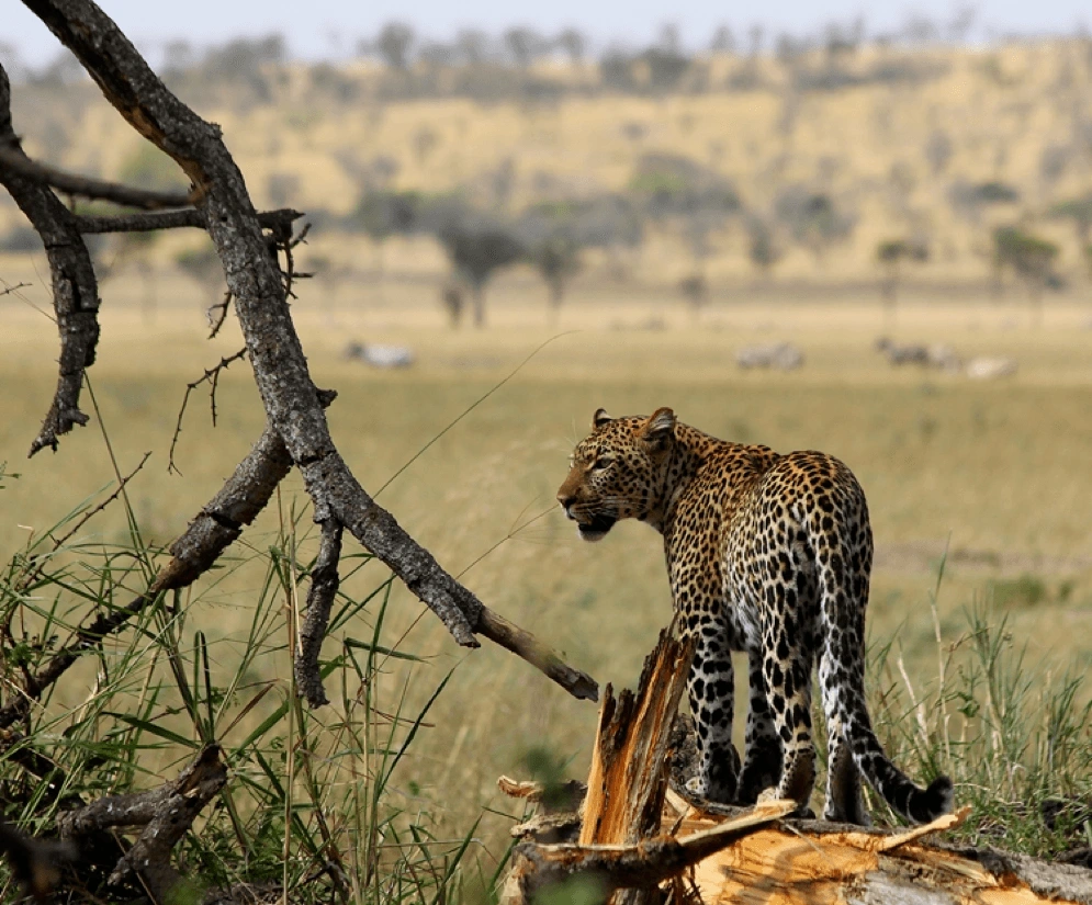 Singita Sasakwa Lodge, Serengeti, Tansania, Can Senior Travellers Go on African Safaris?