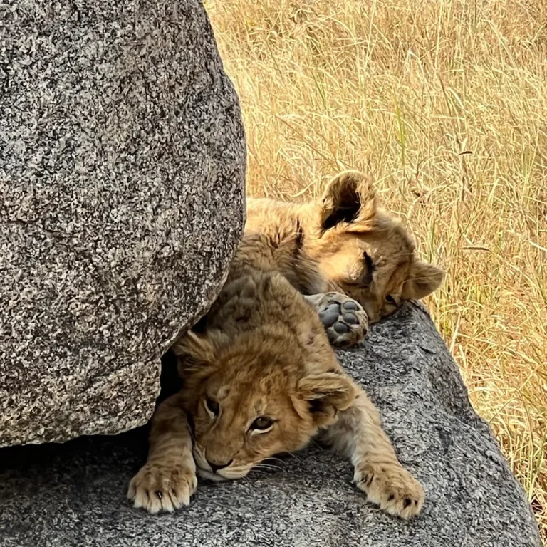 Classic African Safaris, Why we only offer private safaris