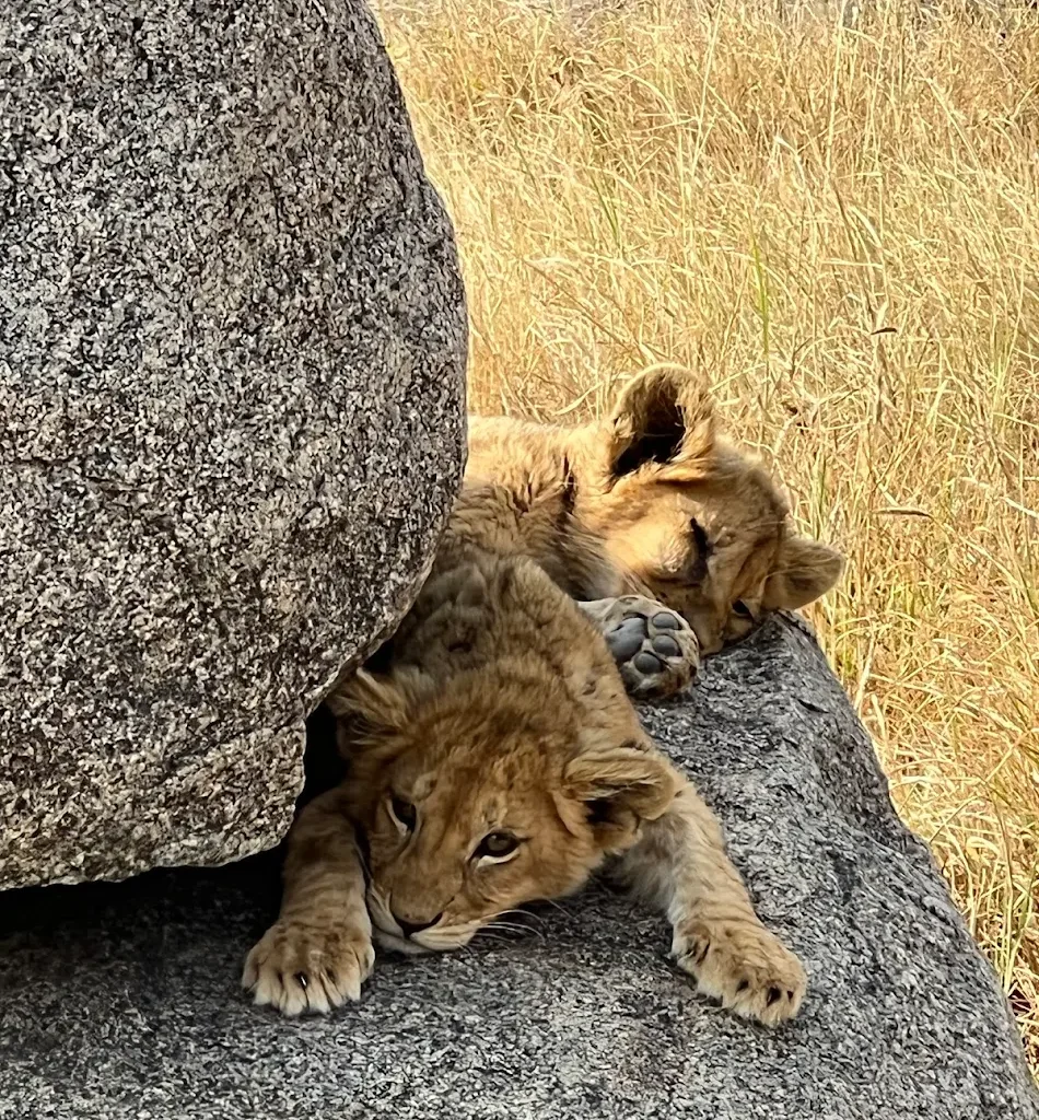 Classic African Safaris, Why we only offer private safaris, Fastest Animals in the World, African Big Five Safari Tours, African Safari Holidays, Serengeti Private Safari Tours