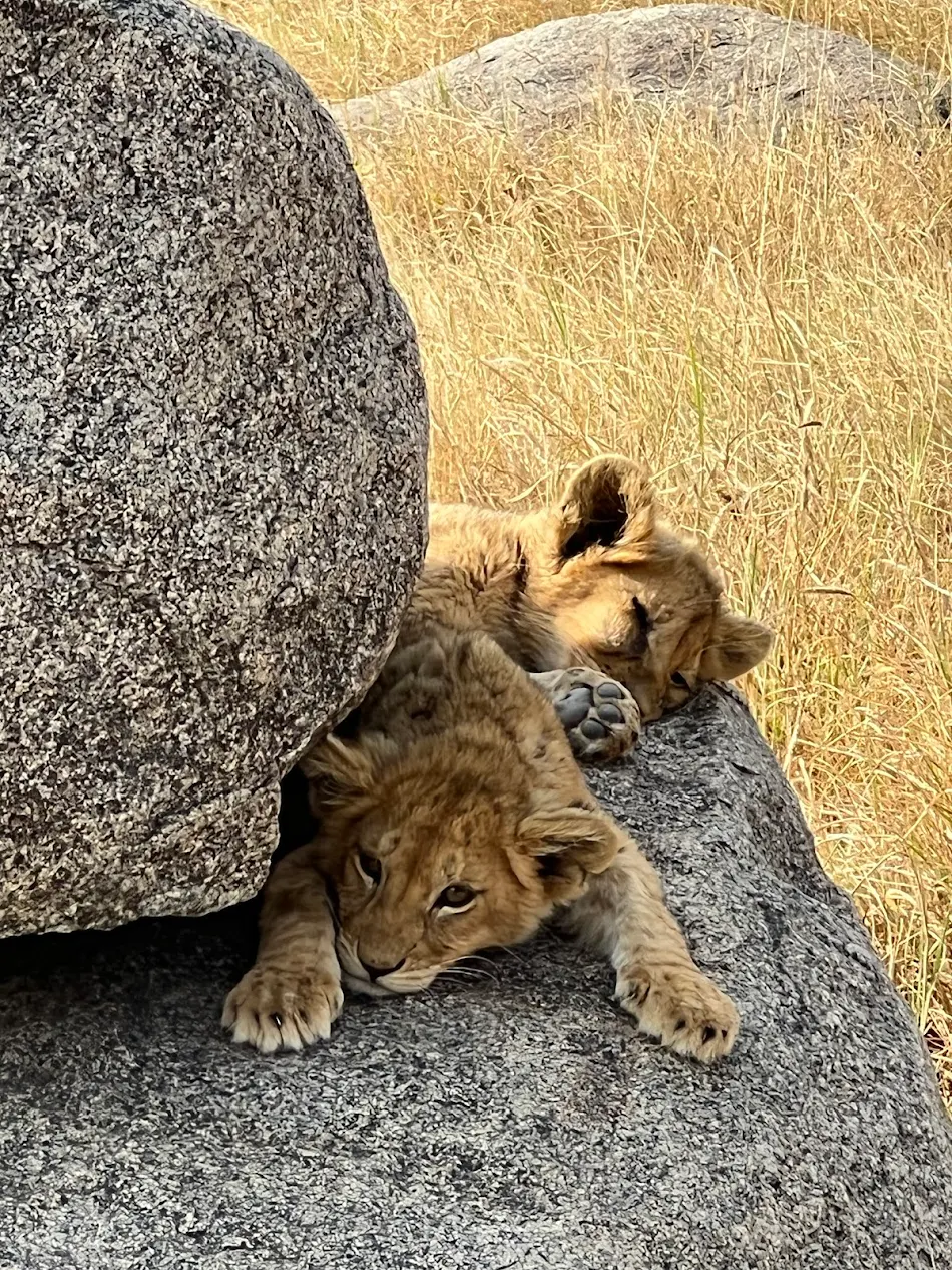Classic African Safaris, Why we only offer private safaris, Fastest Animals in the World