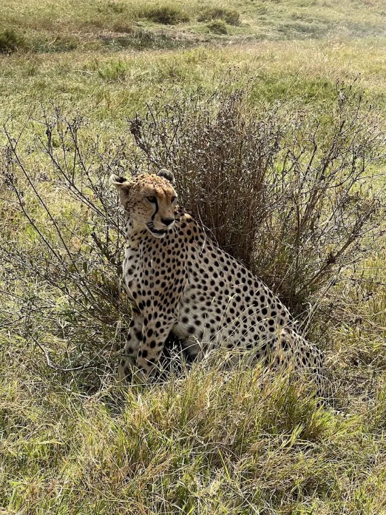 Safari in Tanzania, The best walking safaris in Tanzania, All-inclusive African Safari Vacations, Discover the ultimate Tanzania safari itinerary for first-timers, featuring Serengeti, Ngorongoro Crater, Tarangire, wildlife viewing, travel tips, and best time to visit., Ngorongoro Crater Safari Guide