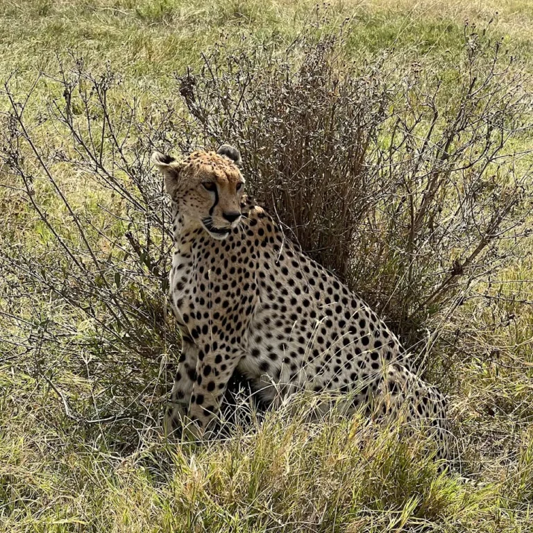 Safari in Tanzania, The best walking safaris in Tanzania