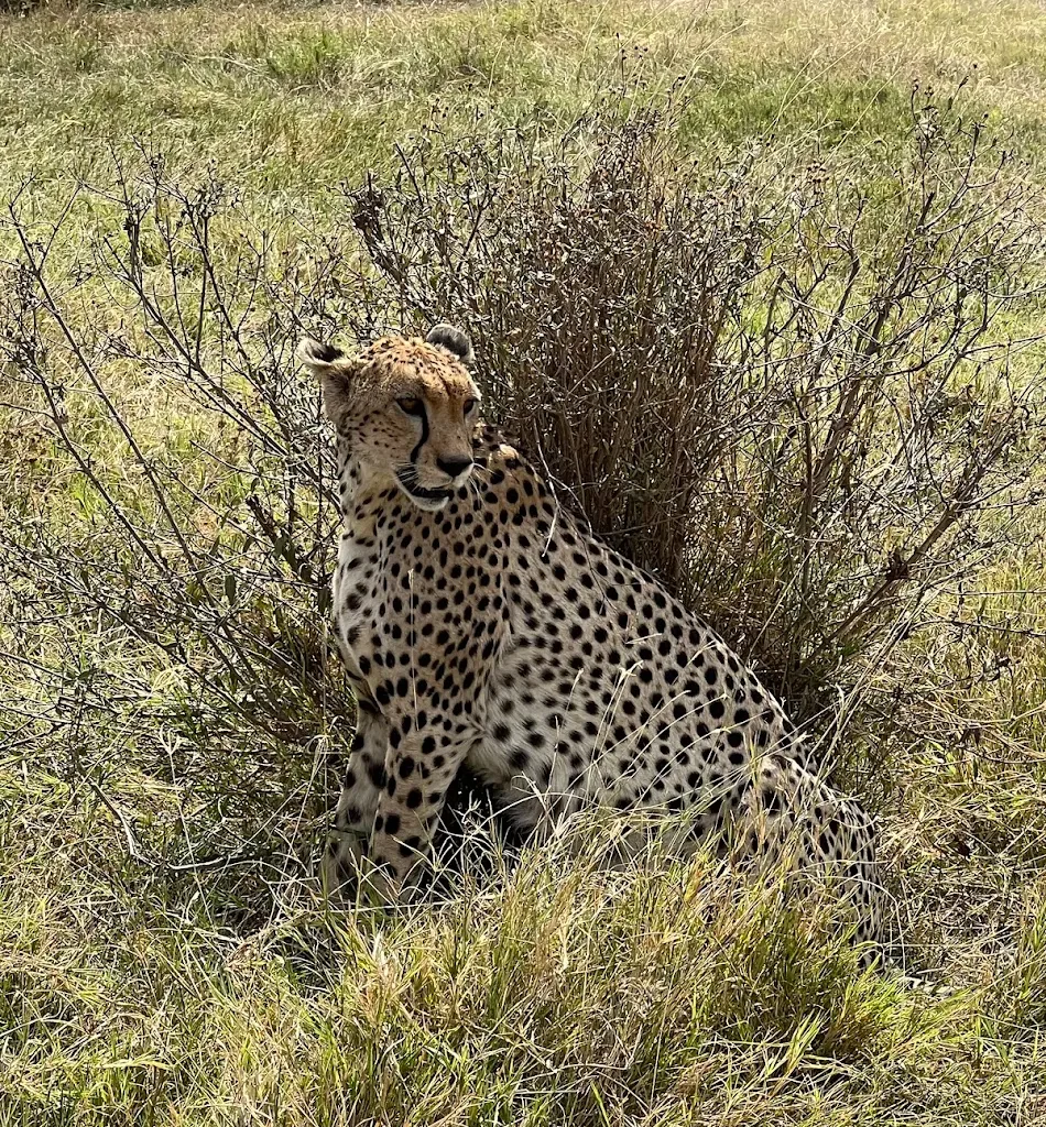 Safari in Tanzania, The best walking safaris in Tanzania