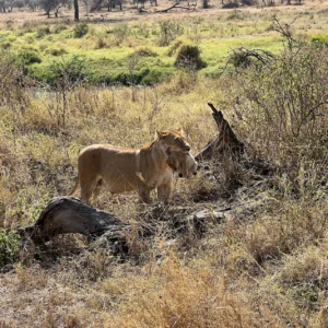 Top Tanzania Safaris, Making the Most of Your Next African Safari Vacation
