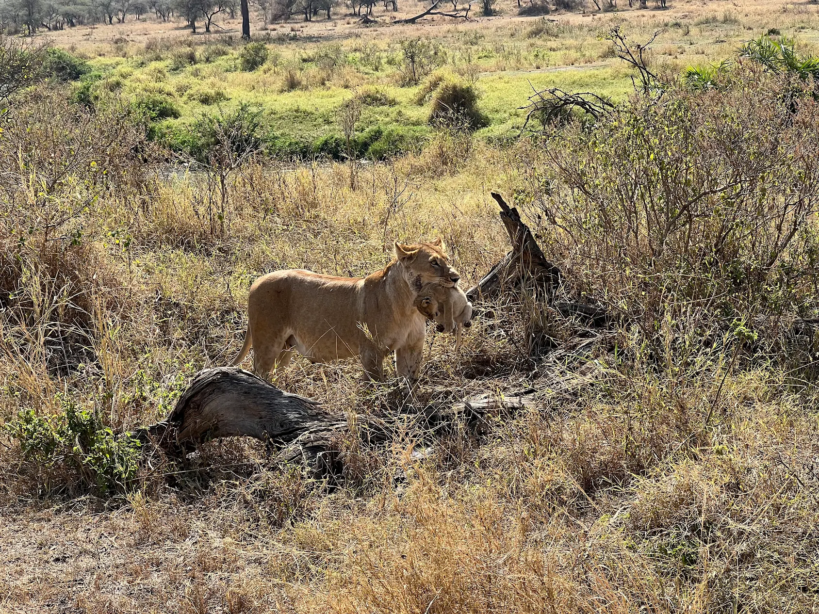 Top Tanzania Safaris, Making the Most of Your Next African Safari Vacation