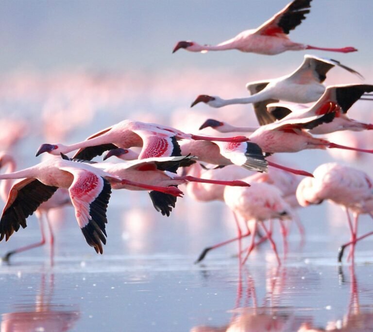 Lake Natron