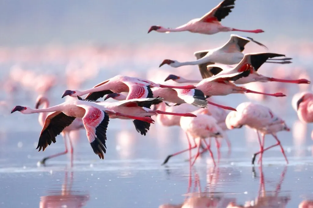 Palearctic Migrants Arrive - Serengeti safari in November