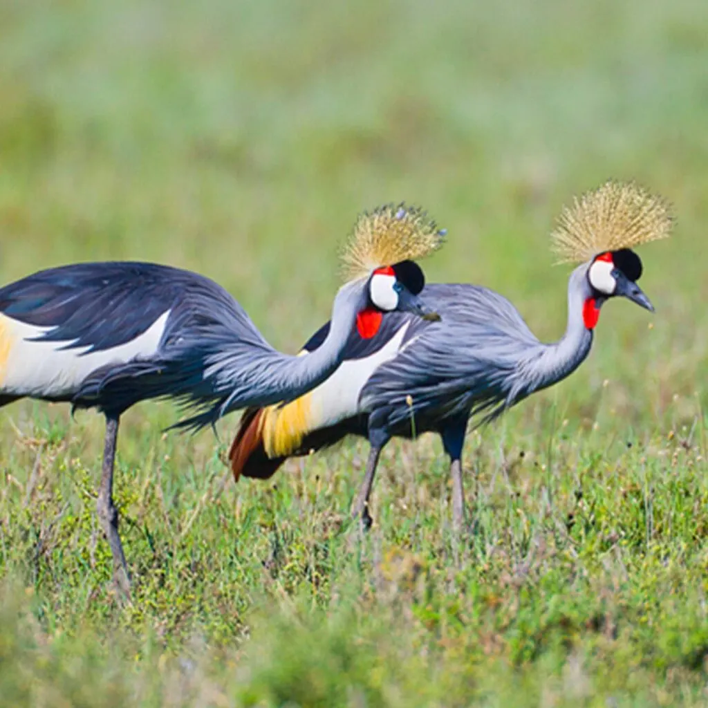 Birdwatching Mornings - Serengeti safari in November