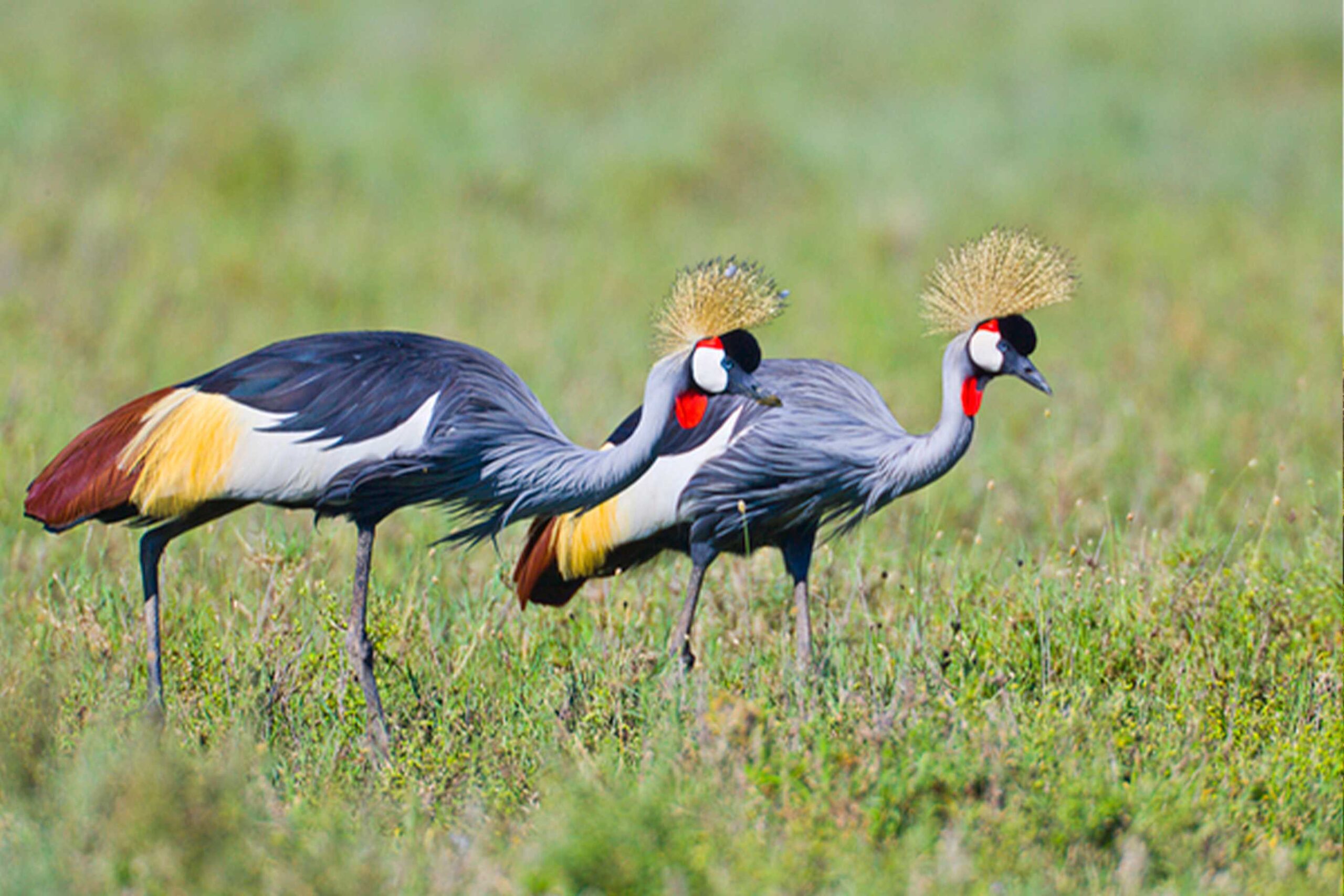 Bird Watching Safaris In Tanzania