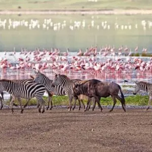 bird watching in Lake Manyara National Park, Luxury First Time African Safaris, Tips on How to Book an Affordable African Safari, Best Tanzania All-Inclusive Safari Tours, Best Time for Photography7-Day Tanzania Safari Tours Safaris in Tanzania, All-inclusive Tanzania Safari, The Ultimate Safari Photography Guide by Season, Reasons to go on a Tanzania Safari, Must-Try Activities in Tanzania for First-Time Travelers, Best Time to Visit Ngorongoro Crater, Best Safari Locations in Africa for an Unforgettable Wildlife Adventure, Why You Should Travel With a local Safari Operator, What makes the Ngorongoro Crater worth visiting?, African Wildlife Safari Destinations, Reasons Why a Safari is an Unmissable Travel Experience, Things to Do in Tanzania, 11-Day Bespoke Tanzania Safari & Beach Experience, Lake Manyara National Park, Things You Need to Know About a Tanzania Safari, 7-Day Best of Africa Safari