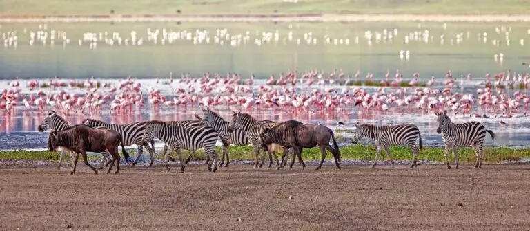 bird watching in Lake Manyara National Park, Luxury First Time African Safaris, Tips on How to Book an Affordable African Safari, Best Tanzania All-Inclusive Safari Tours, Best Time for Photography7-Day Tanzania Safari Tours Safaris in Tanzania, All-inclusive Tanzania Safari, The Ultimate Safari Photography Guide by Season, Reasons to go on a Tanzania Safari, Must-Try Activities in Tanzania for First-Time Travelers, Best Time to Visit Ngorongoro Crater, Best Safari Locations in Africa for an Unforgettable Wildlife Adventure, Why You Should Travel With a local Safari Operator, What makes the Ngorongoro Crater worth visiting?, African Wildlife Safari Destinations, Reasons Why a Safari is an Unmissable Travel Experience, Things to Do in Tanzania, 11-Day Bespoke Tanzania Safari & Beach Experience, Lake Manyara National Park, Things You Need to Know About a Tanzania Safari, 7-Day Best of Africa Safari