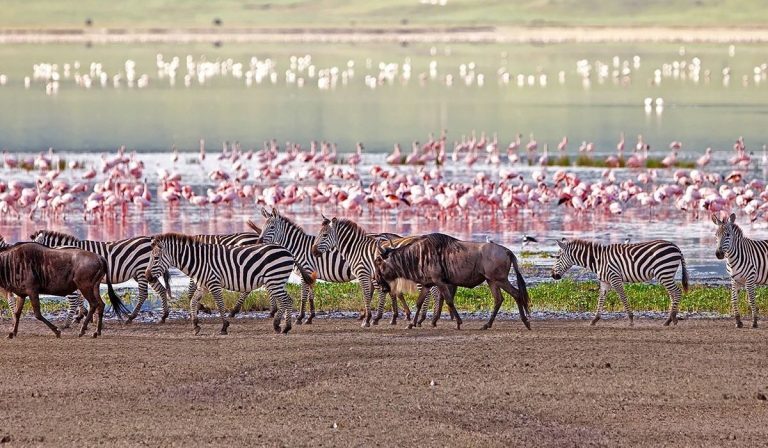 bird watching in Lake Manyara National Park, Luxury First Time African Safaris, Tips on How to Book an Affordable African Safari