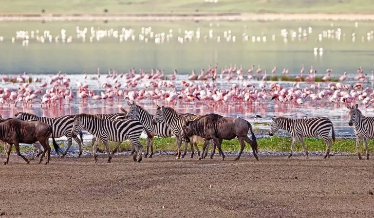 bird watching in Lake Manyara National Park, Luxury First Time African Safaris, Tips on How to Book an Affordable African Safari, Best Tanzania All-Inclusive Safari Tours, Best Time for Photography7-Day Tanzania Safari Tours Safaris in Tanzania, All-inclusive Tanzania Safari, The Ultimate Safari Photography Guide by Season, Reasons to go on a Tanzania Safari, Must-Try Activities in Tanzania for First-Time Travelers, Best Time to Visit Ngorongoro Crater, Best Safari Locations in Africa for an Unforgettable Wildlife Adventure, Why You Should Travel With a local Safari Operator, What makes the Ngorongoro Crater worth visiting?, African Wildlife Safari Destinations, Reasons Why a Safari is an Unmissable Travel Experience, Things to Do in Tanzania, 11-Day Bespoke Tanzania Safari & Beach Experience, Lake Manyara National Park, Things You Need to Know About a Tanzania Safari, 7-Day Best of Africa Safari