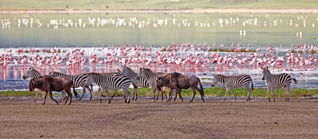 bird watching in Lake Manyara National Park