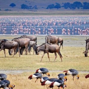 bird watching Safaris, How Safe Is an African Safari?