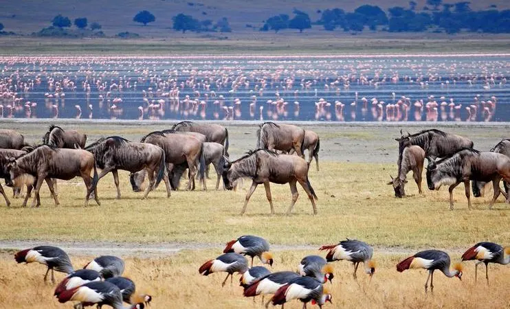 Arusha National Park Birds & Birding