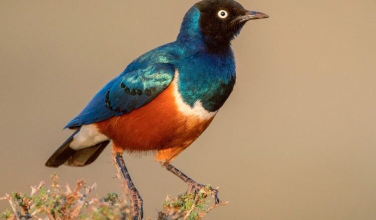 bird watching in Lake Manyara National Park