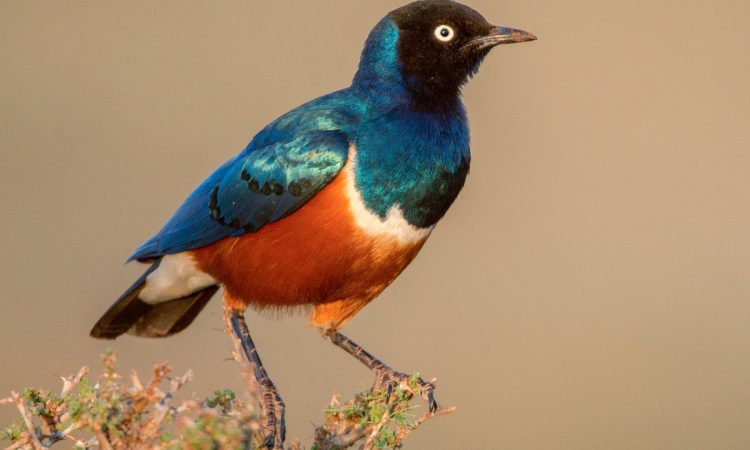 bird watching in Lake Manyara National Park
