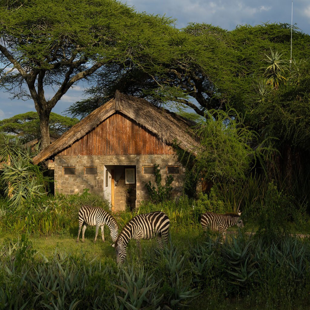 Ndutu Kati Kati Tented Camp - Tanzania safari in January