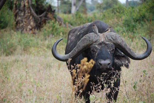 Buffalo, 14-Day Tanzania Safaris & Tours | Best Trips to Tanzania