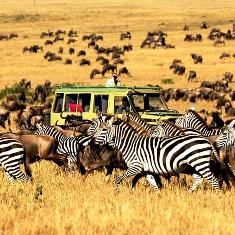 Serengeti National Park plains