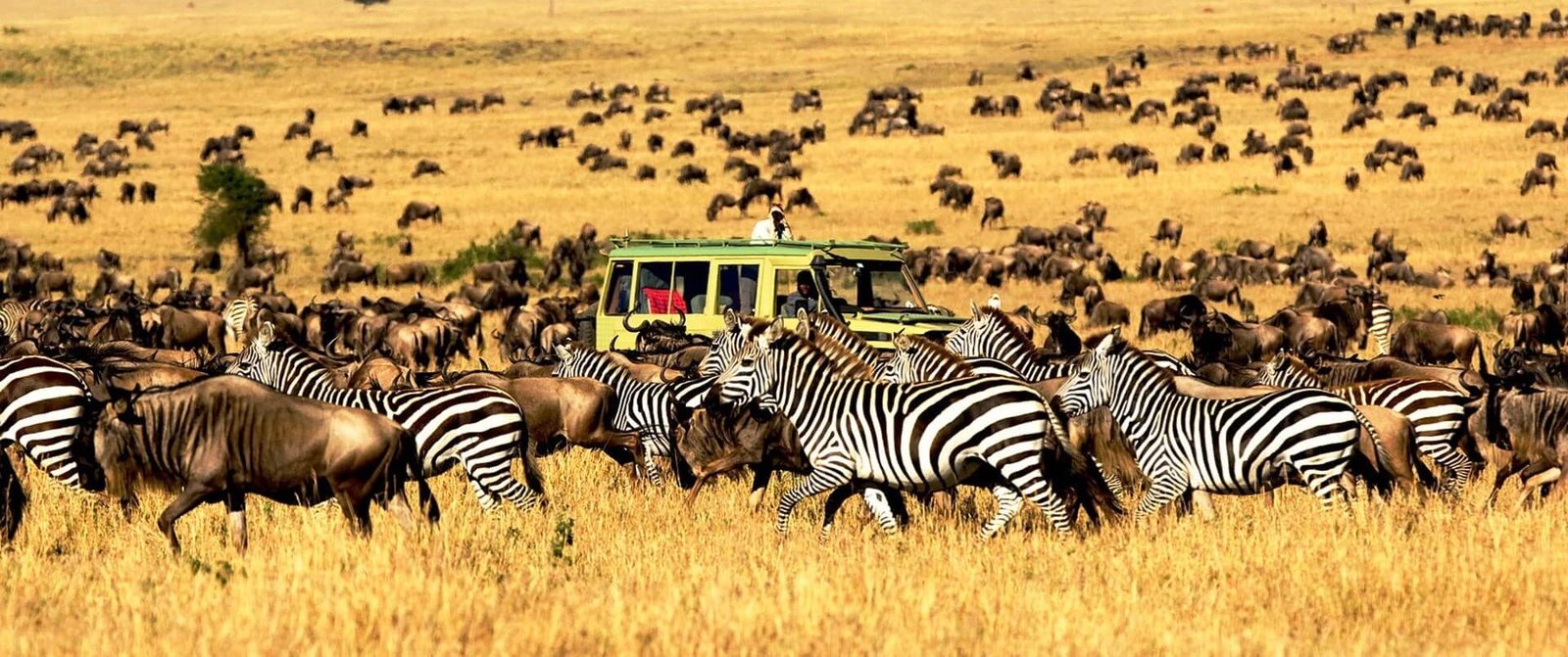 Serengeti Safari Companies