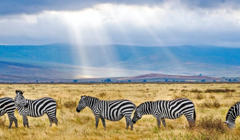 Serengeti National Park - UNESCO World Heritage Centre, African Dream Safaris