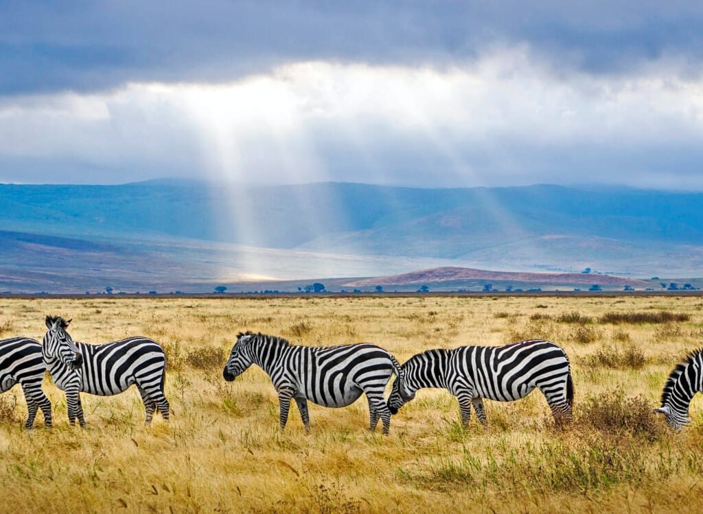 Serengeti National Park - UNESCO World Heritage Centre, African Dream Safaris