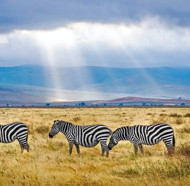 Serengeti National Park - UNESCO World Heritage Centre, African Dream Safaris