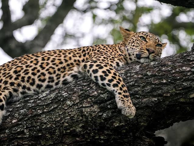 Late January - luxury Tanzania safari