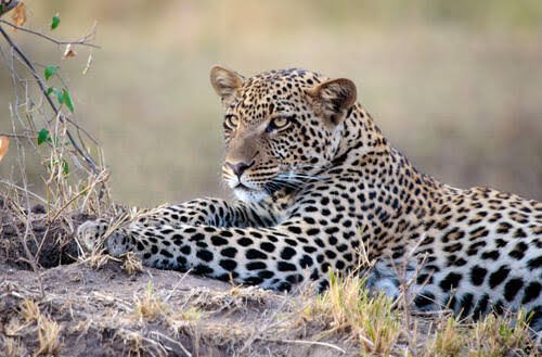 Serengeti National Park - travel tips, 5 Simple Tips to Improve Your Safari Photography