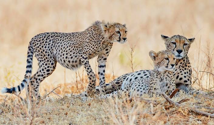 Serengeti National Park - The Ultimate Safari Guide, 15 African Safari Photography Tips