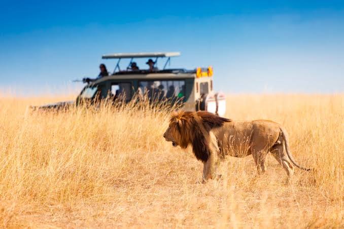 Serengeti Malaria & Safety Guide