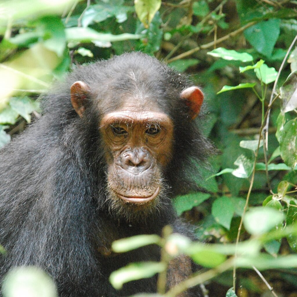 Organise Visas and Documents - Tanzania safari in March